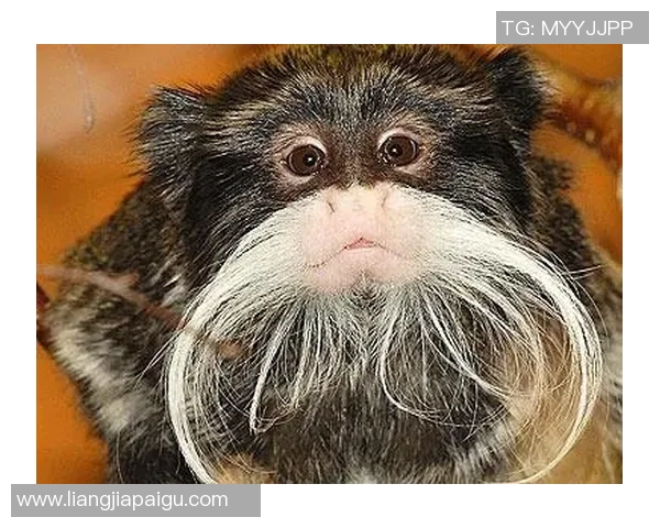 足球明星孩子的搞笑瞬间合集让你捧腹大笑的温馨时刻 足球明星孩子的搞笑瞬间合集让你捧腹大笑的温馨时刻