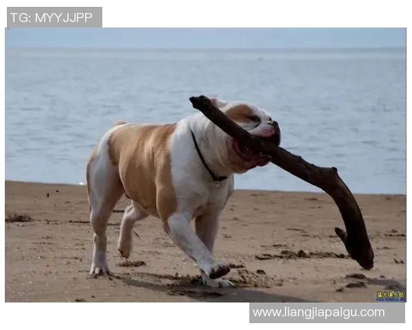 足球明星绰号斗牛犬的传奇故事与不屈精神的背后揭秘 足球明星绰号斗牛犬的传奇故事与不屈精神的背后揭秘